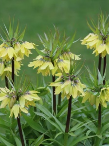 Bulbi Fritillaria - Raddeana - 1 bulb - Img 2