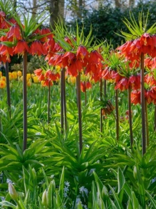 Bulbi Fritillaria - Rubra Red - 1 bulb - Img 2