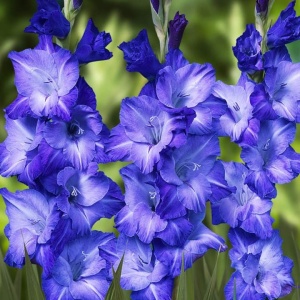 Bulbi Gladiole - Blue Delight – Pachet 3 Bulbi