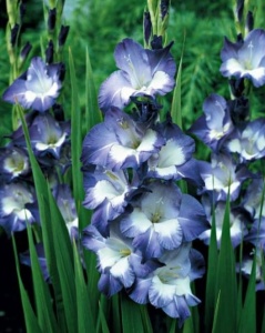 Bulbi Gladiole - Blue Frost – Pachet 5 Bulbi