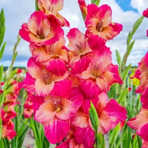 Bulbi Gladiole - Bubblegum – Pachet 3 Bulbi