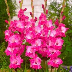 Bulbi Gladiole - Fairy – Pachet 3 Bulbi