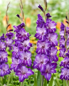 Bulbi Gladiole - Flirty – Pachet 3 Bulbi