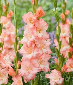 Bulbi Gladiole - Karma – Pachet 5 Bulbi