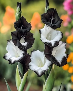 Bulbi Gladiole - Midnight Snow – Pachet 3 Bulbi