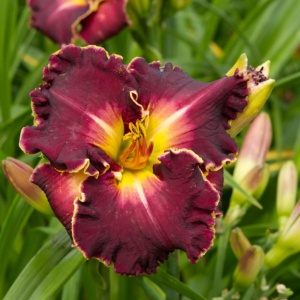 Bulbi Hemerocallis Afordable - Excellent – Pachet 1 Bulb