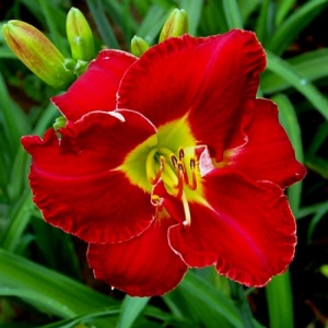 Bulbi Hemerocallis - Red Grace – Pachet 1 Bulb