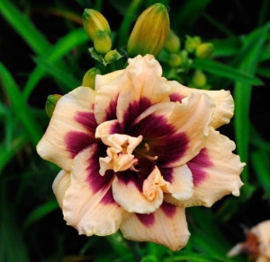 Bulbi Hemerocallis - Roswitha – Pachet 1 Bulb