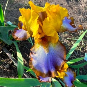 Bulbi Iris Germanica - Brown Lasso – Pachet 1 Bulb - Img 3