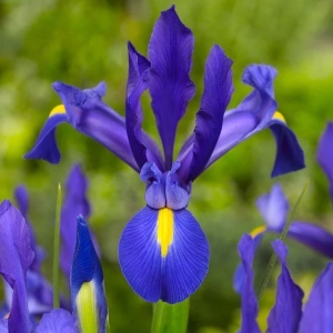 Bulbi Iris Hollandica - Blue Magic - Pachet 5 Bulbi