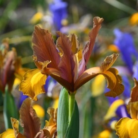 Bulbi Iris Hollandica - Bronze Purple Pachet 5 Bulbi