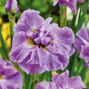 Bulbi Iris Sibirica - Parfait – Pachet 1 Bulb - Aqua Flowers - Img 1