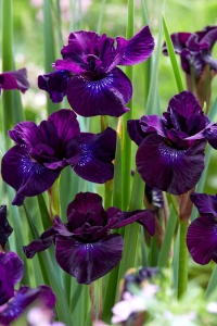 Bulbi Iris Sibirica - Purplelicious – Pachet 1 Bulb - Aqua Flowers - Img 1