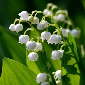 Bulbi Lacramioare Albe - Convallaria majalis – Pachet 5 Bulb
