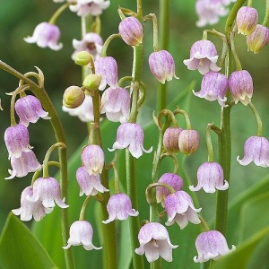 Bulbi Lacramioare Roz - Convallaria majalis ‘Rosea’ – Pachet 5 Bulb
