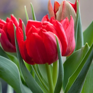 Bulbi Lalele Abba – Pachet 5 Bulbi - Img 2