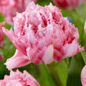 Bulbi Lalele Crispion Sweet – Pachet 5 Bulbi