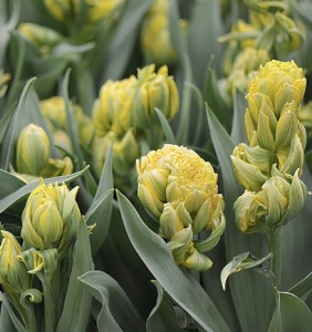 Bulbi Lalele Emerald Star – Pachet 5 Bulbi - Img 3