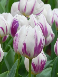 Bulbi Lalele Flamingo Flag – Pachet 5 Bulbi - Img 3