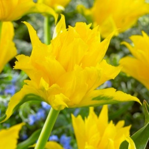 Bulbi Lalele Monte Spider – Pachet 5 Bulbi