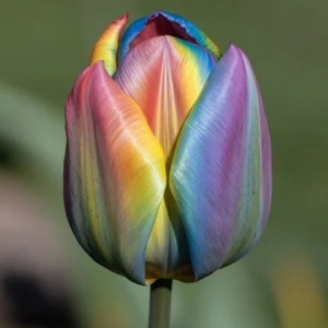 Bulbi Lalele Rainbow Splendor – Pachet 5 Bulbi