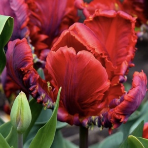 Bulbi Lalele Rococo – Pachet 5 Bulbi - Img 2