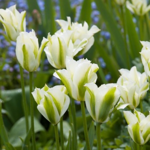 Bulbi Lalele Spring Green – Pachet 3 Bulbi - Img 2