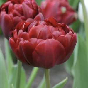 Bulbi Lalele Uncle Tom – Pachet 5 Bulbi - Img 3