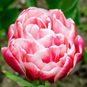 Bulbi Lalele Voicemail – Pachet 5 Bulbi - Img 3