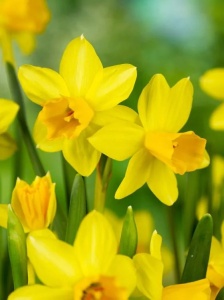 Bulbi Narcise Tete a Tete – Pachet 5 Bulbi - Img 3