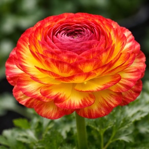 Bulbi Ranunculus – Red Yellow Picotee (Bicolor) – Pachet 10 Bulbi