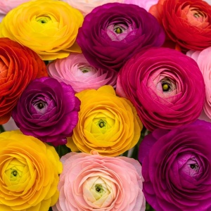 Bulbi Ranunculus Mix - Pachet 10 Bulbi - Img 2