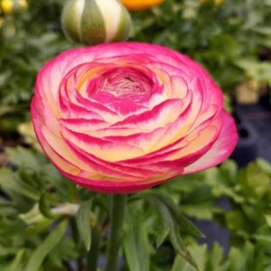 Bulbi Ranunculus - Picotee / Bicolor - Pachet 10 Bulbi