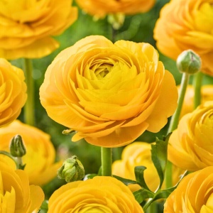 Bulbi Ranunculus - Yellow - Pachet 10 Bulbi - Img 2