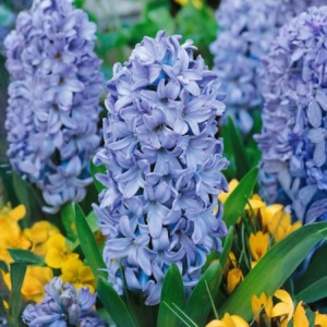 Bulbi Zambile Delft Blue – Pachet 3 Bulbi