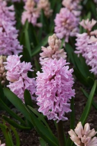 Bulbi Zambile Fondant – Pachet 3 Bulbi - Img 3