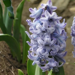 Bulbi Zambile General Kohler – Pachet 3 Bulbi