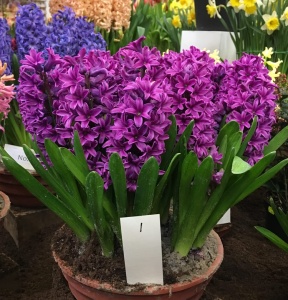 Bulbi Zambile Purple Sensation – Pachet 3 Bulbi - Img 3