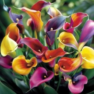 Cala Fantasy Mix Collection – Pachet 5 Bulbi