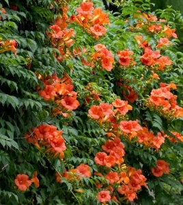Campsis Indian Summer Orange – Pipa - Luleaua Turcului – Ghiveci 2L - Img 3