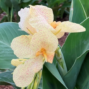 Canna – Confetti - 1 radacina