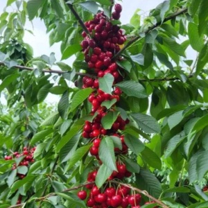 Cireș columnar Regina - Anul 2-3 - Rădăcină Ambalată