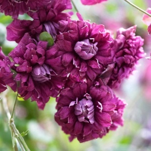 | Clematis - Plena Elegans - ghiveci - H 30-40 CM