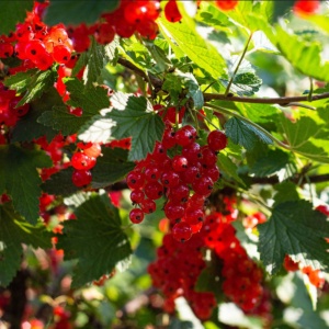 Coacăz Roșu - Pom in ghiveci 2L pe rod