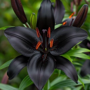 Crin Asiatic Hibrid Black Obsidian – Pachet 3 BulbI