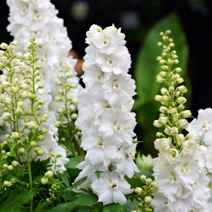 Delphinium – Guardian White - 1 radacina