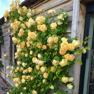 Trandafiri cățǎrători - Golden Showers - Aqua Flowers