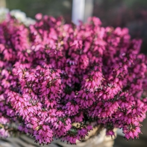 Erica Ladies Sarah - Ghiveci - Img 2