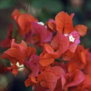 Floare terasă/balcon - Floarea de Hartie (Bougainvillea sanderiana) – Rosie – Ghiveci 2L - Aqua Flowers - Img 2