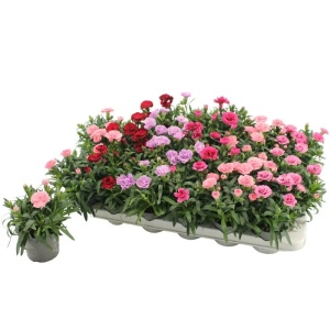 Floare terasă/balcon - Garofițe parfumate – Mix de 3 culori – 3 bucăți - Ghiveci - Aqua Flowers - Img 3